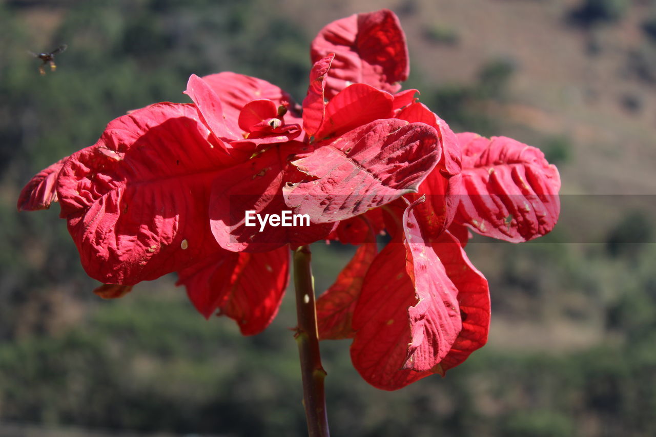 CLOSE-UP OF RED ROSE