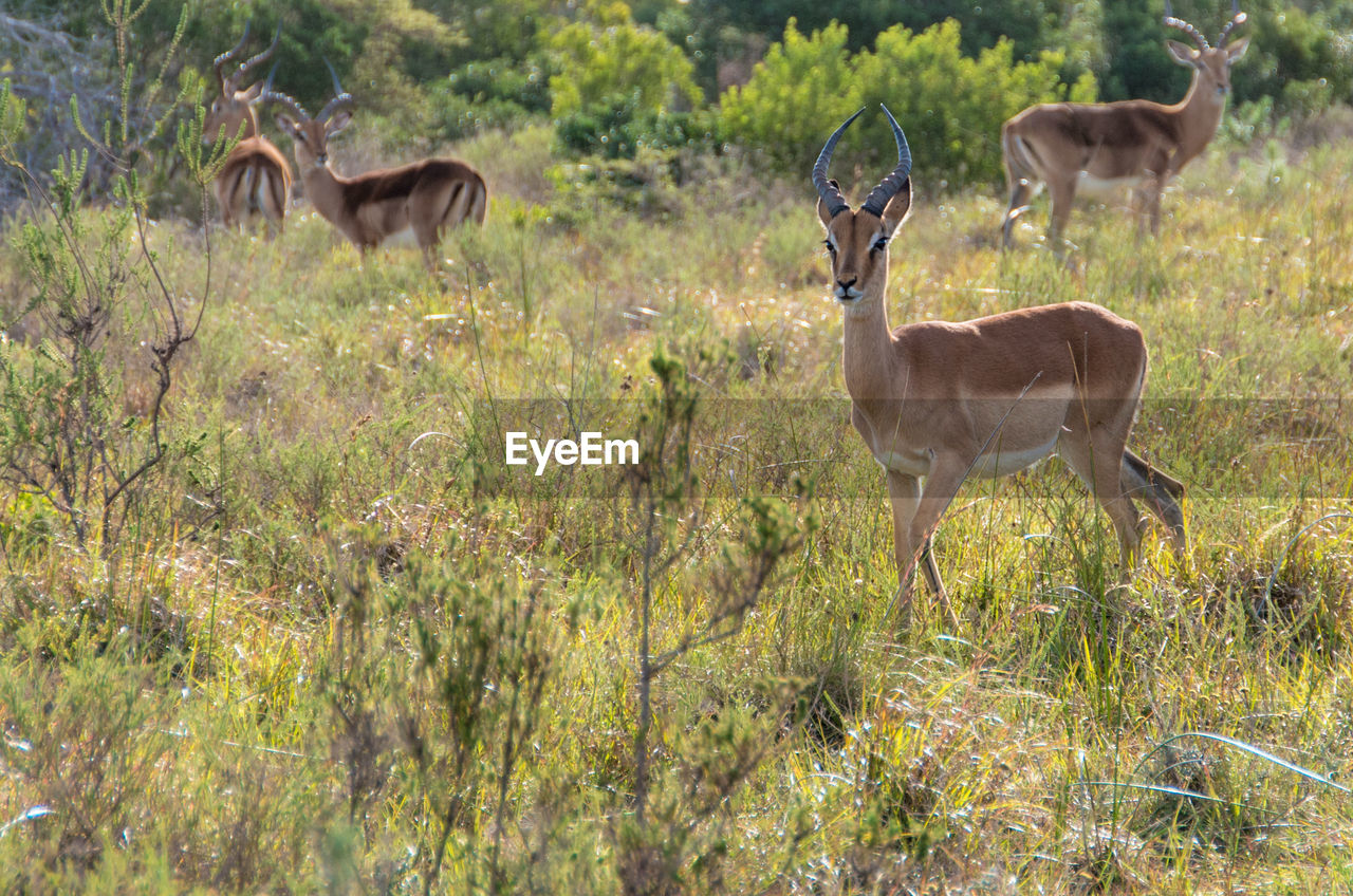 DEER STANDING ON FIELD