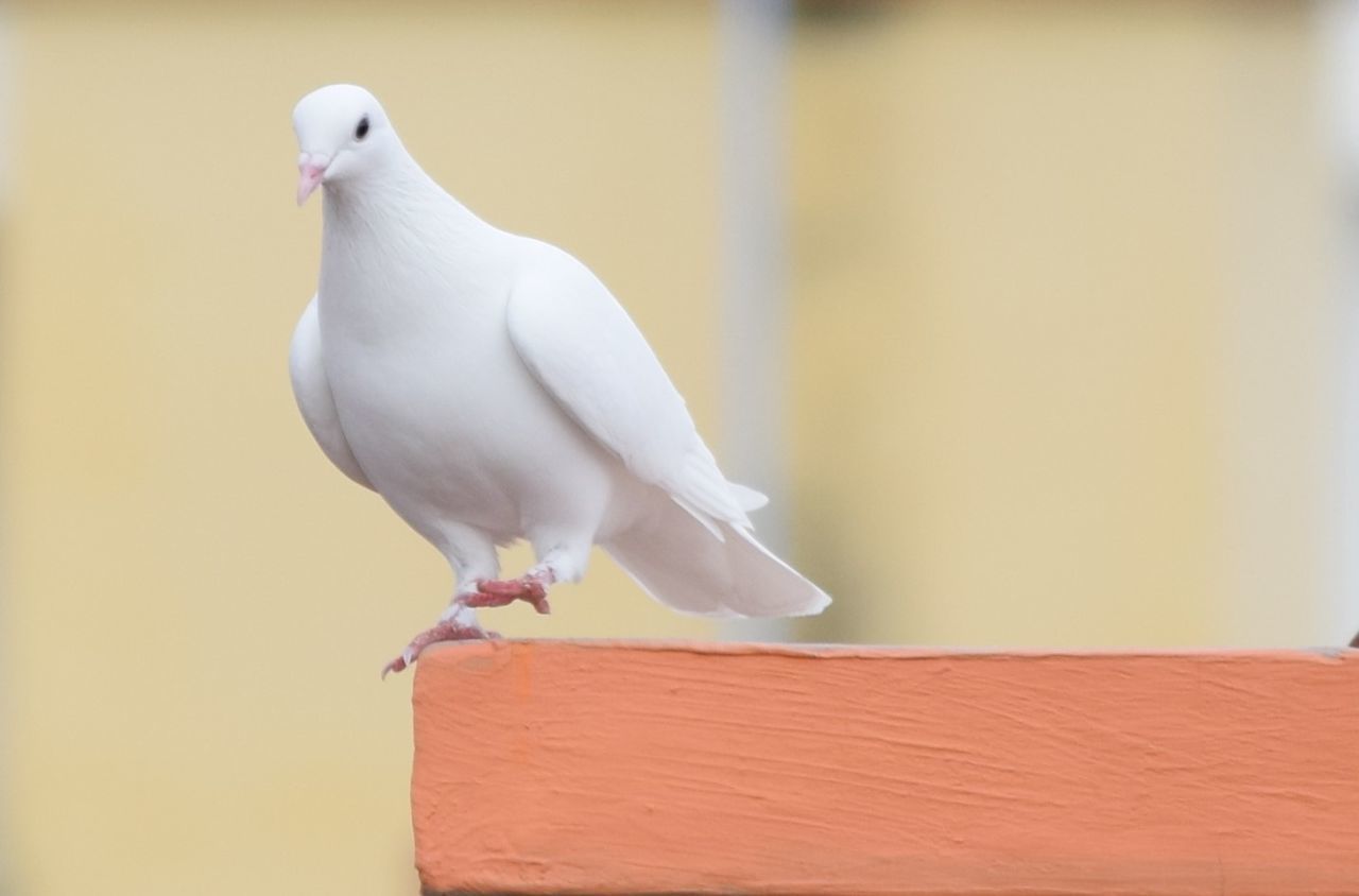 Close-up of dove