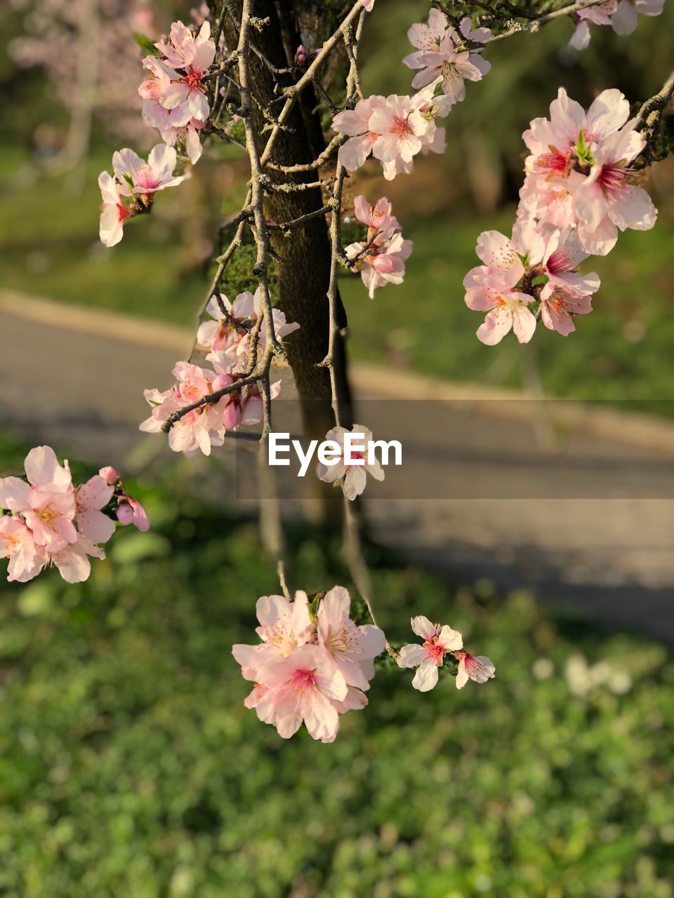 CLOSE-UP OF PINK CHERRY BLOSSOMS AGAINST SKY