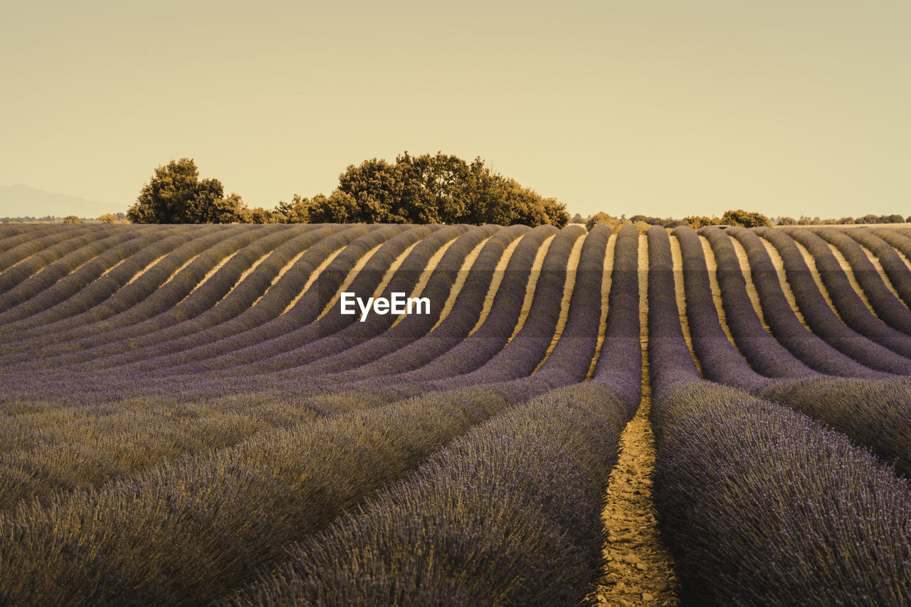 Lavender field at sunset