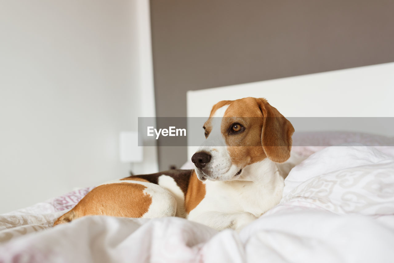 DOG LOOKING AWAY WHILE SITTING ON BED