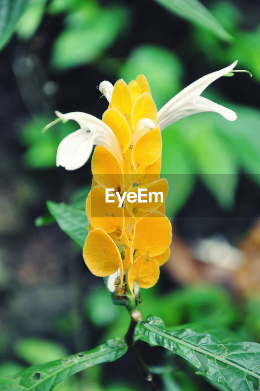 CLOSE-UP OF YELLOW FLOWERS