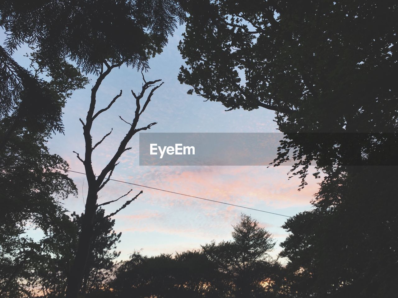 LOW ANGLE VIEW OF SILHOUETTE TREES AGAINST SKY