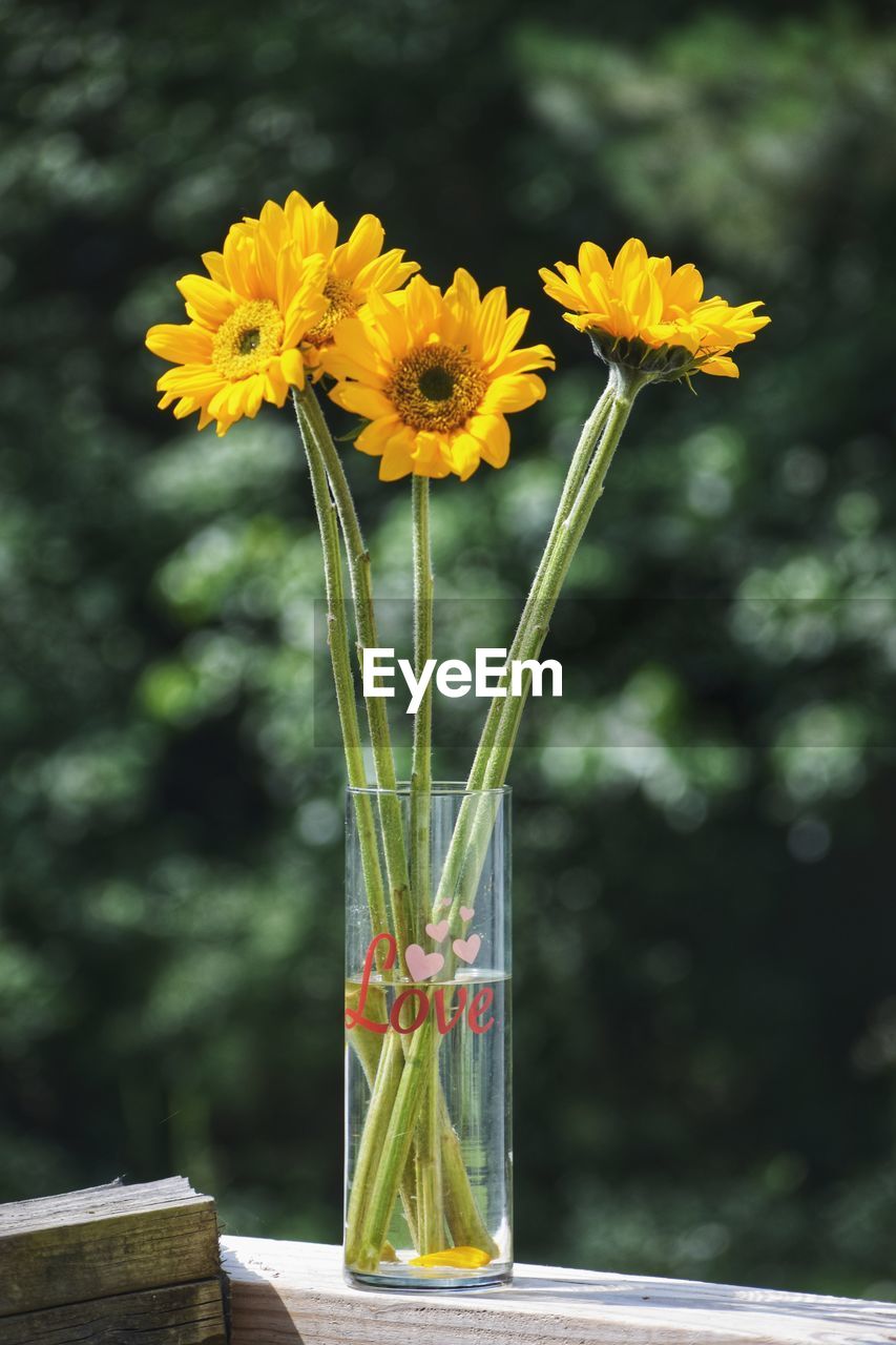 CLOSE-UP OF YELLOW FLOWERING PLANT IN GLASS