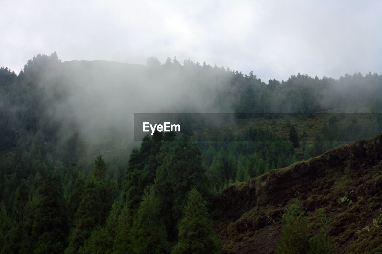 Scenic view of forest against sky