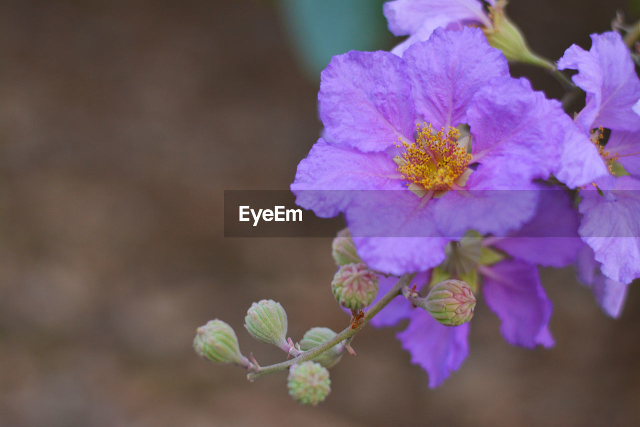 Close-up of purple flowering plant