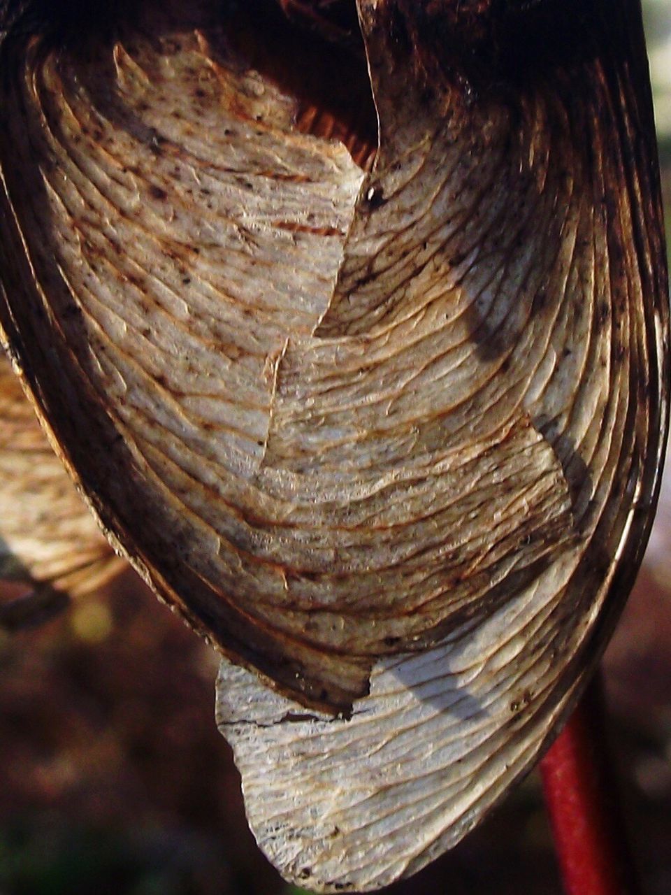 CLOSE-UP OF CRAB ON TREE