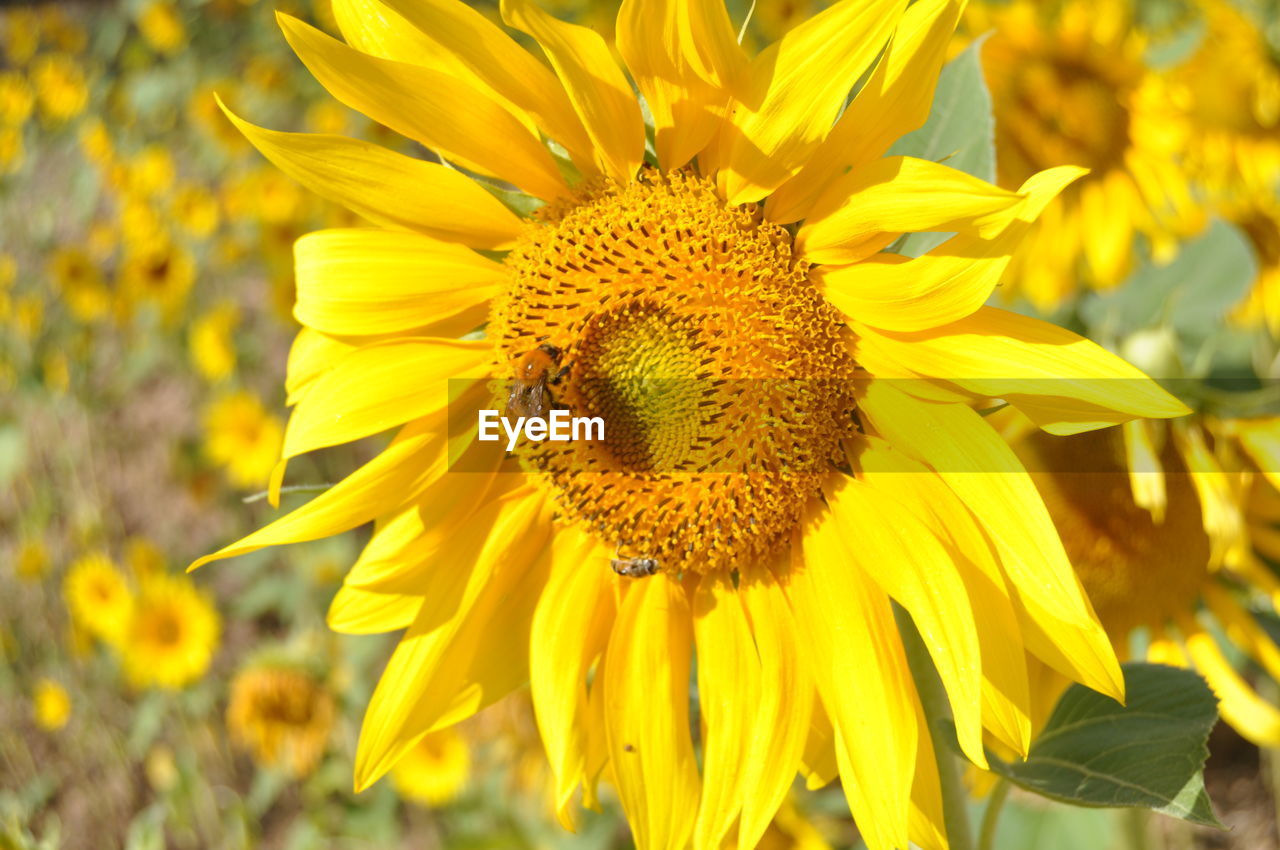 Close-up of bee perching on sunflower in park