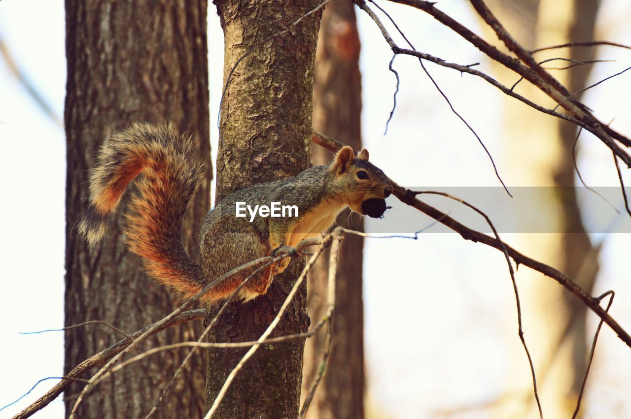 Squirrel against tree trunk