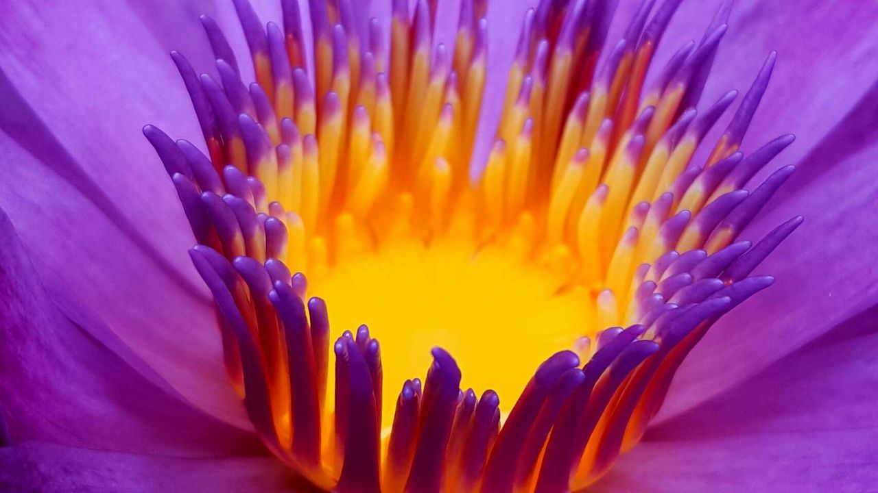Extreme close up of purple flower
