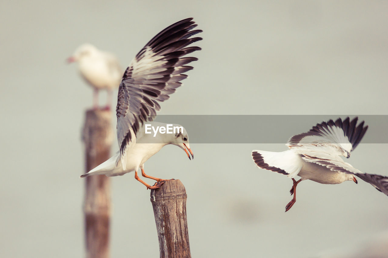 CLOSE-UP OF SEAGULL FLYING AGAINST SKY