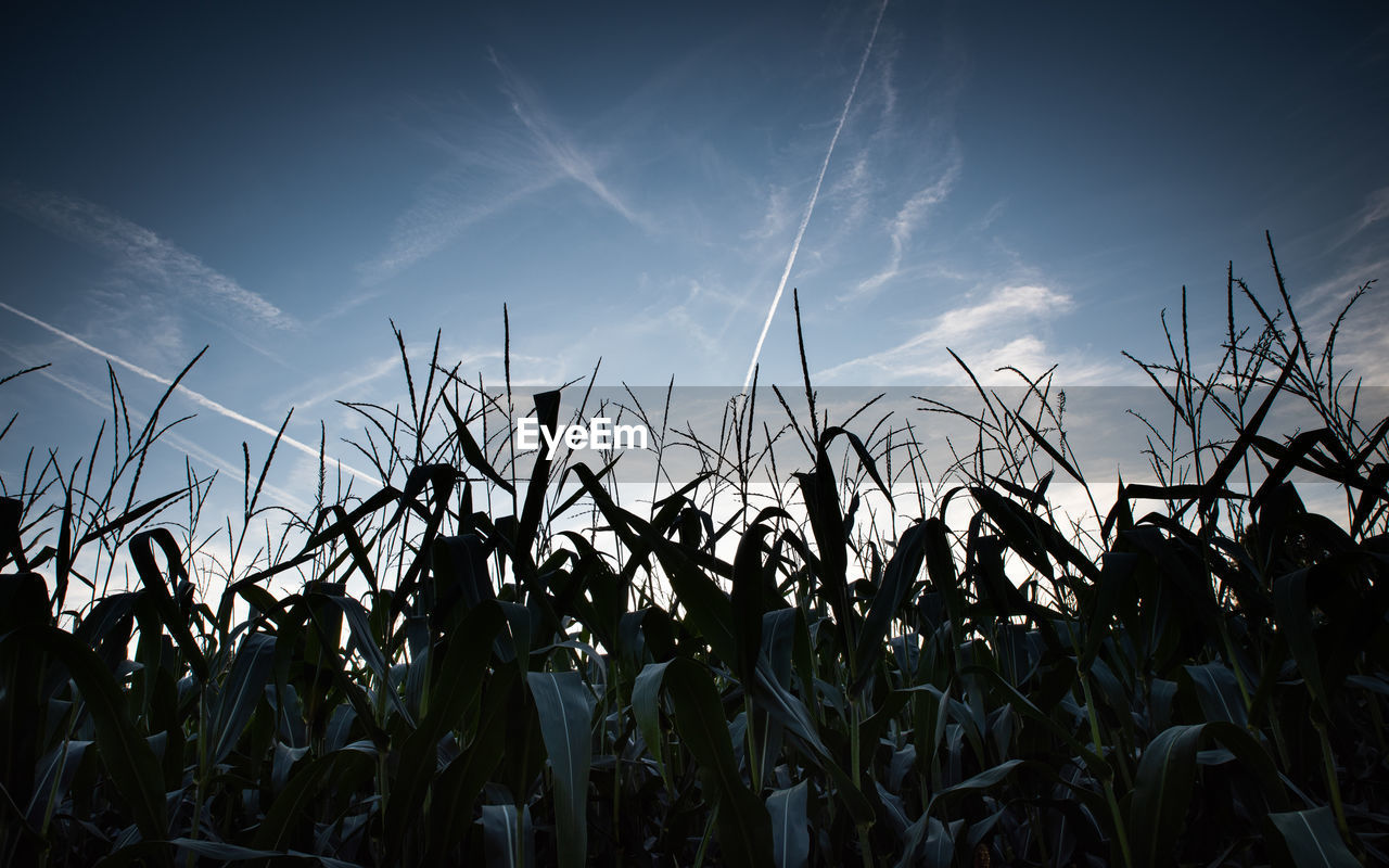 Low angle view of plants growing on field against sky