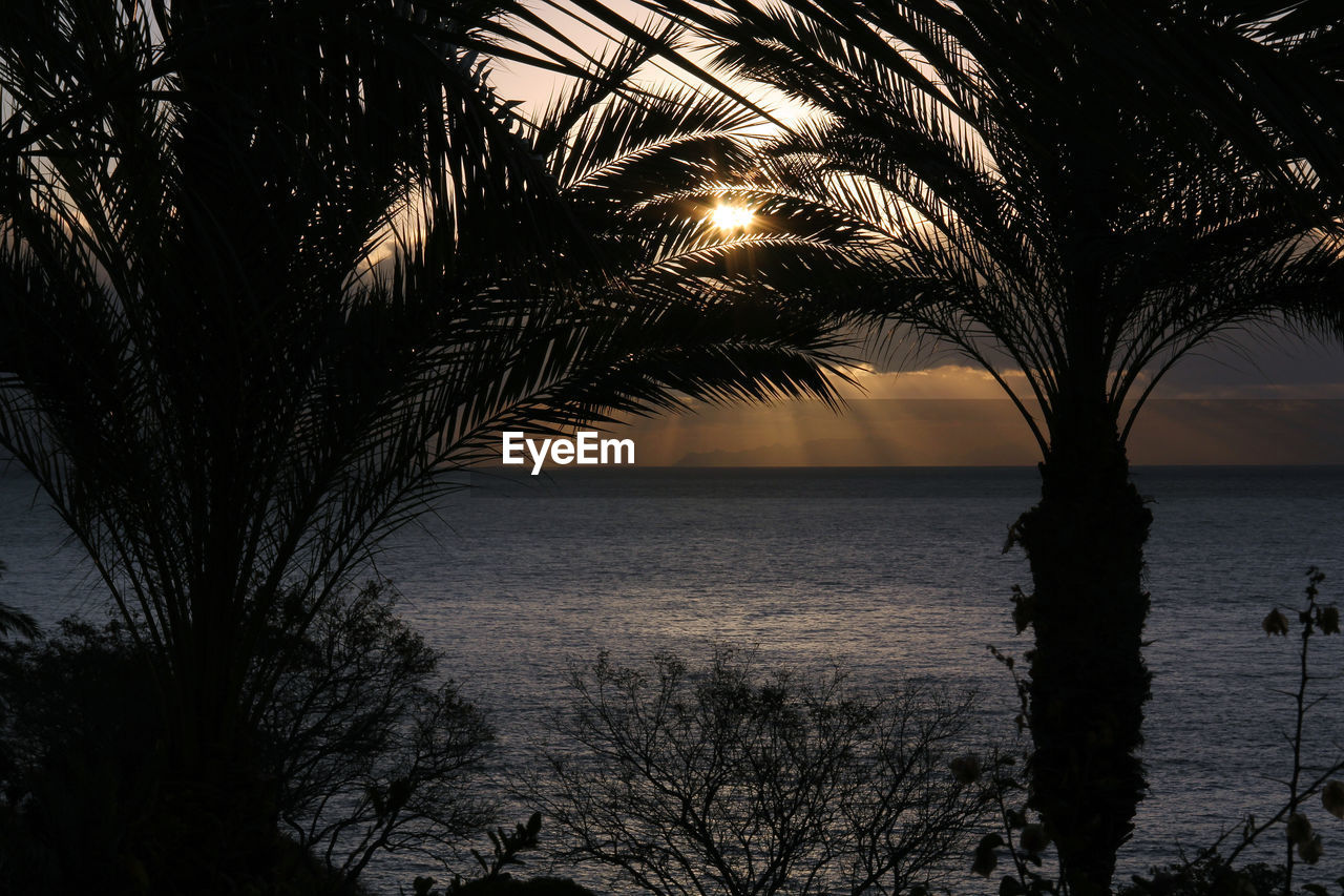 Silhouette palm tree by sea against sky during sunset