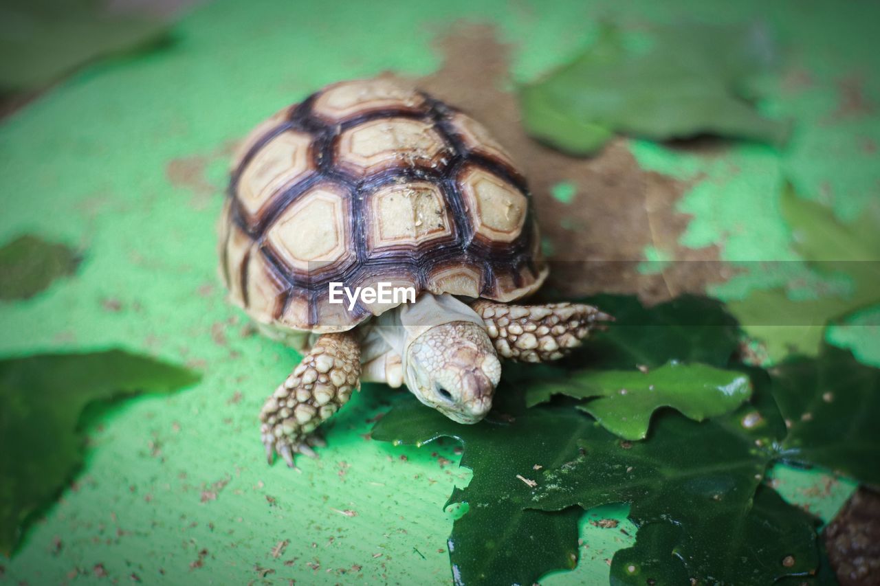 CLOSE-UP OF TORTOISE