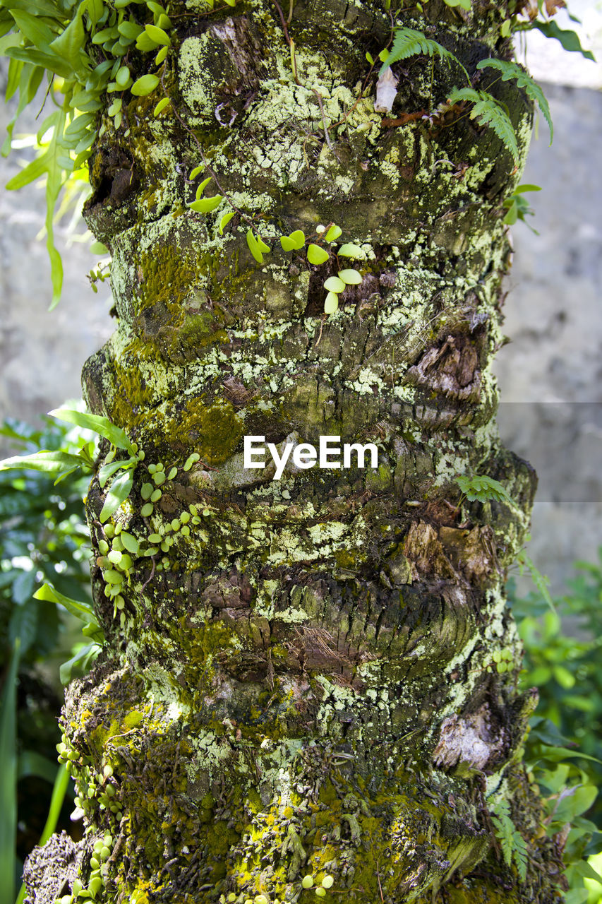 CLOSE-UP OF LICHEN ON TREE TRUNK