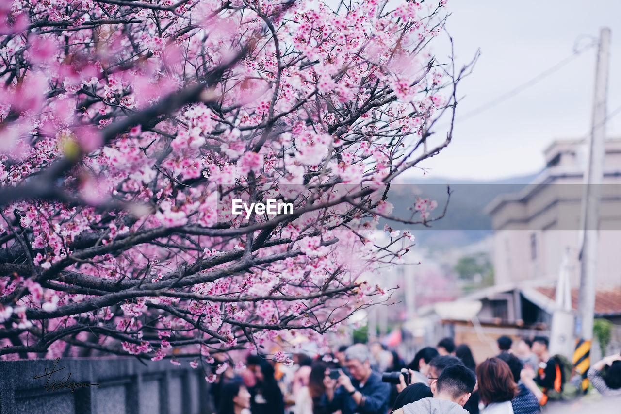 Pink cherry blossoms in spring