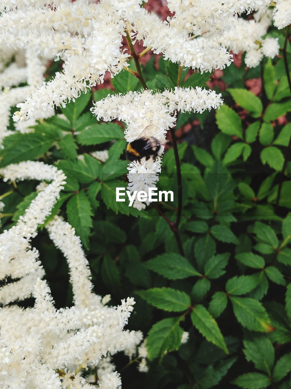 CLOSE-UP OF WHITE FLOWERS ON PLANT