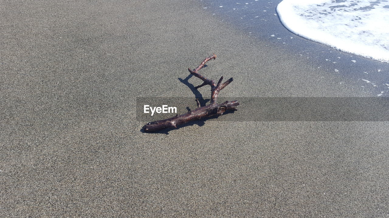 HIGH ANGLE VIEW OF ANIMAL ON BEACH