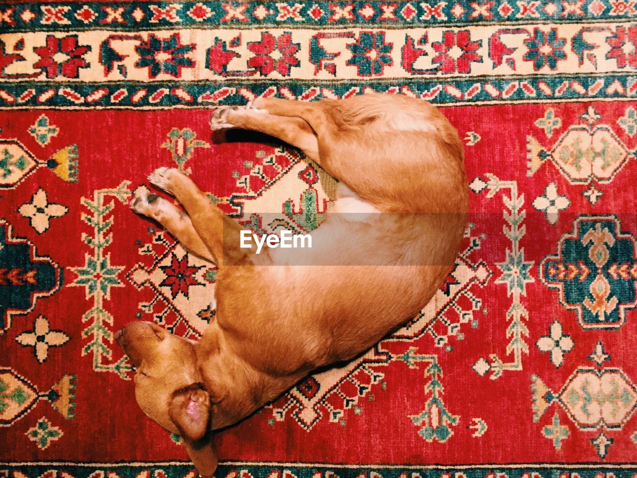 High angle view of dog relaxing on carpet