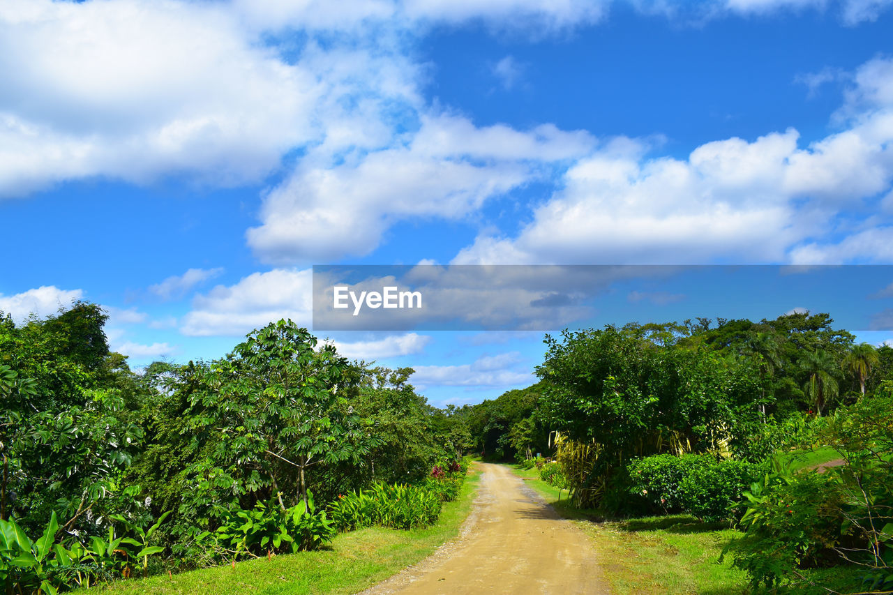 Empty road along plants and trees against sky