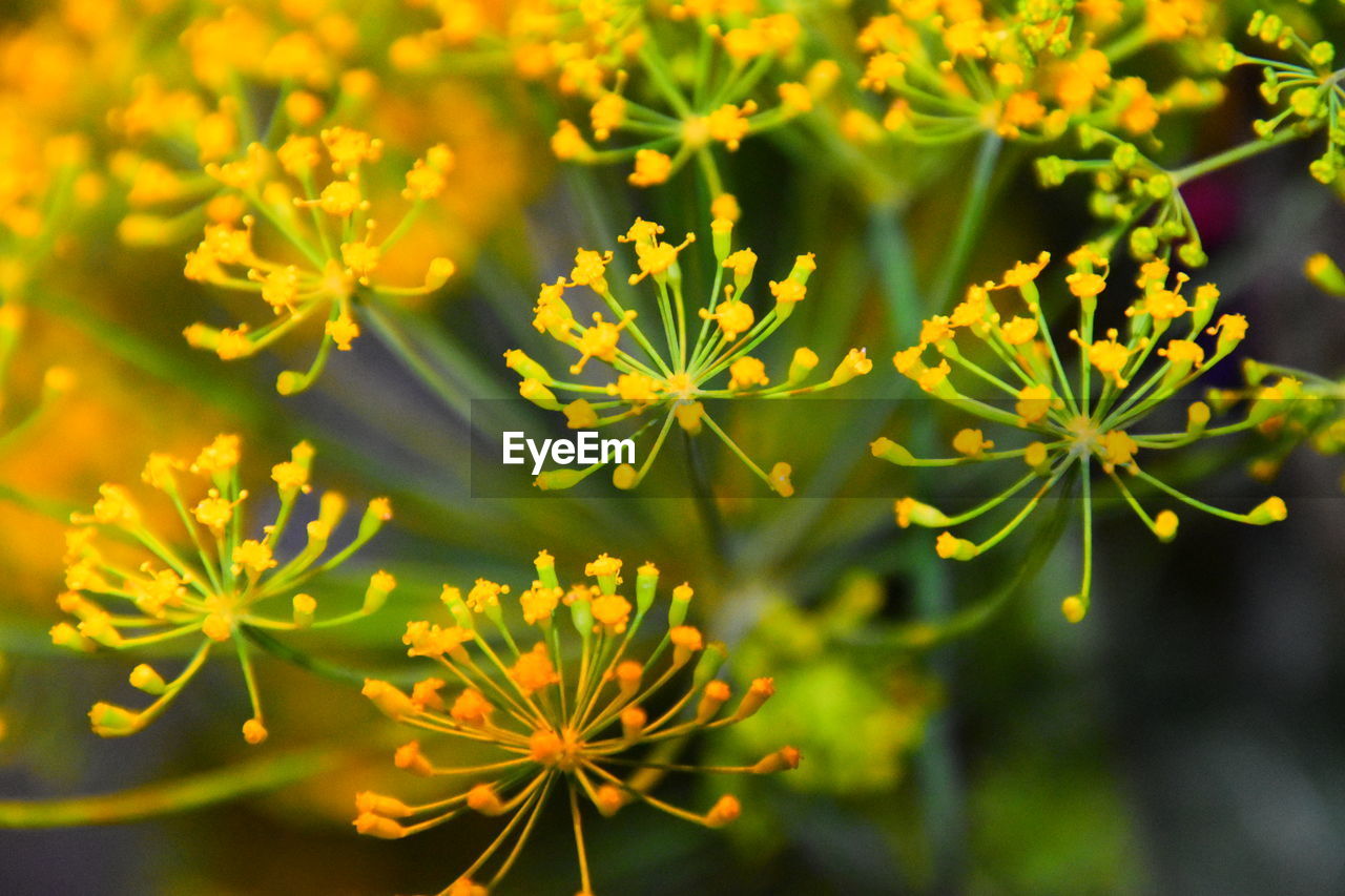 CLOSE-UP OF YELLOW FLOWERING PLANT DURING RAINY SEASON