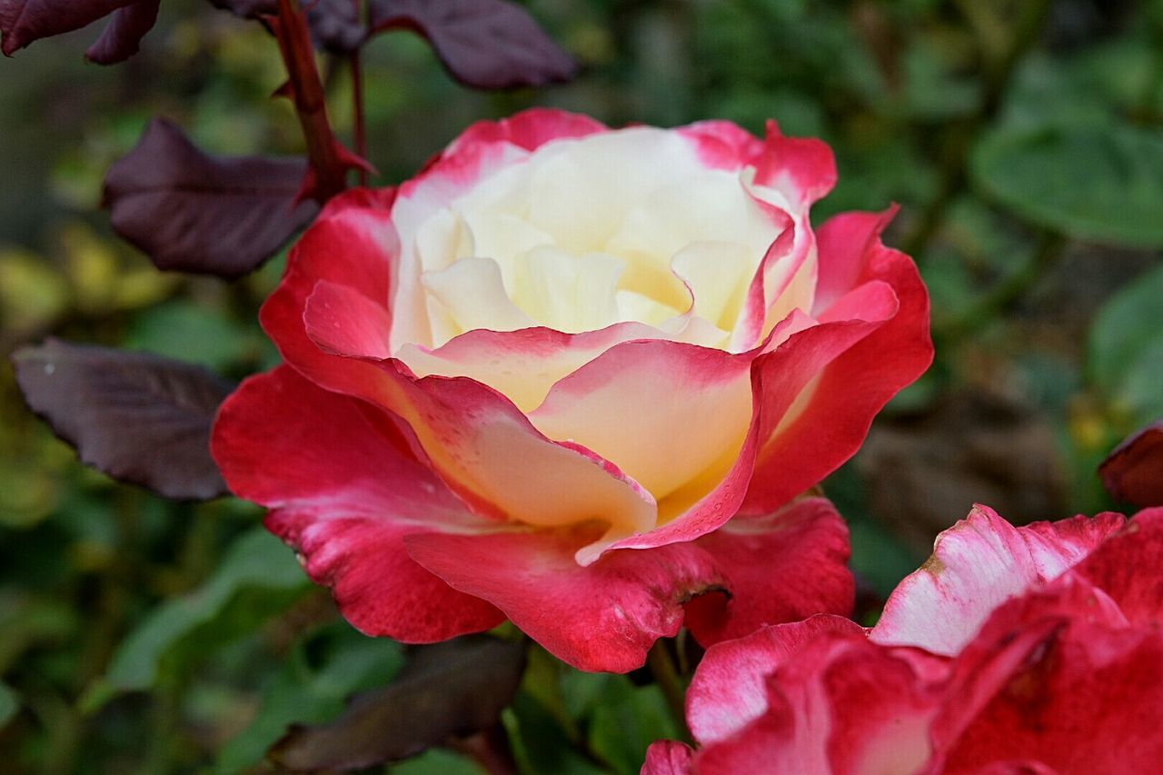 Close-up of pink rose