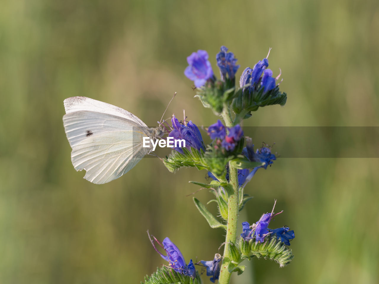 Close-up of butterfly on purple flower