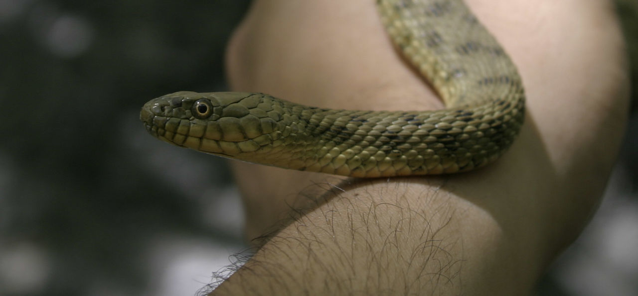 Close-up of snake on man hand