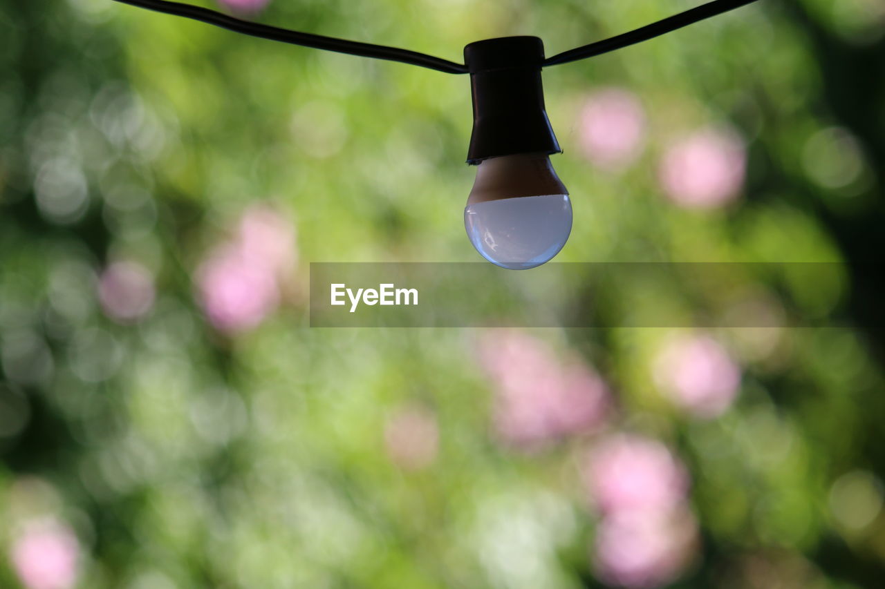 LOW ANGLE VIEW OF LIGHT BULB HANGING FROM TREE