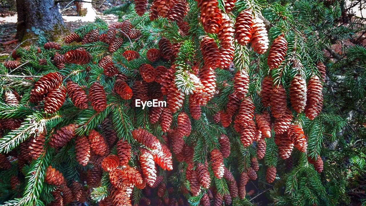 CLOSE-UP OF RED BERRIES ON PLANT