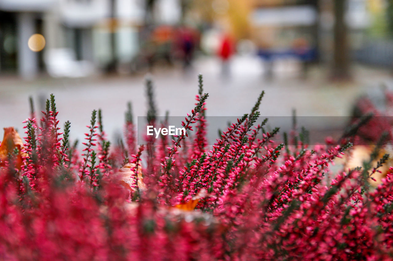 Close-up of red flowering plant