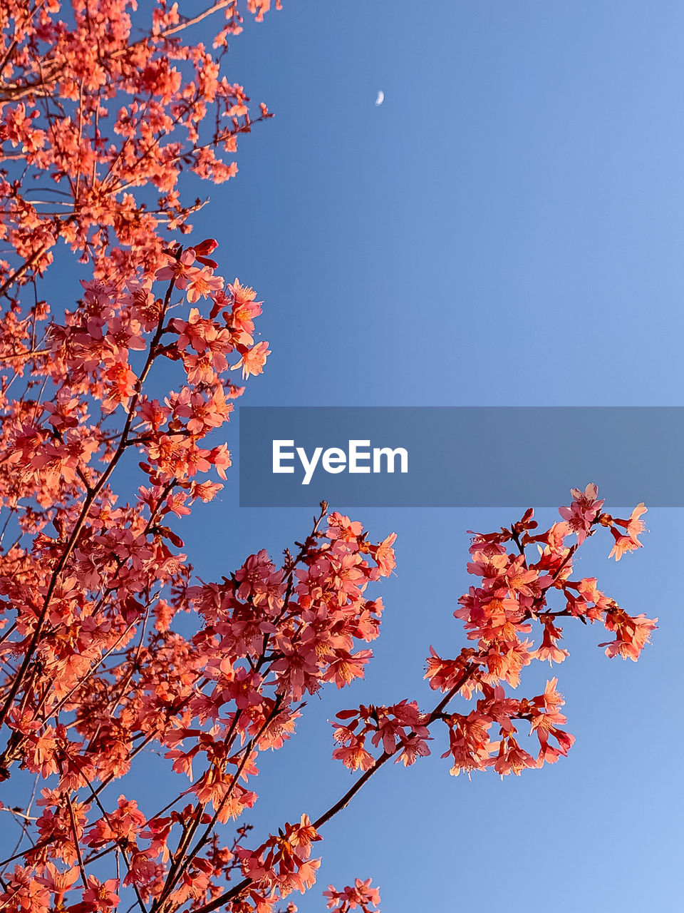 LOW ANGLE VIEW OF CHERRY BLOSSOMS AGAINST SKY