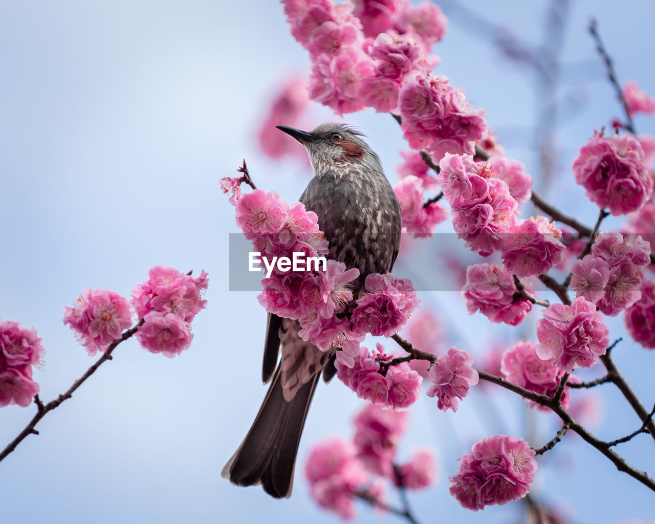A little beautiful birds sits on a branch of a japanese flowering plum tree