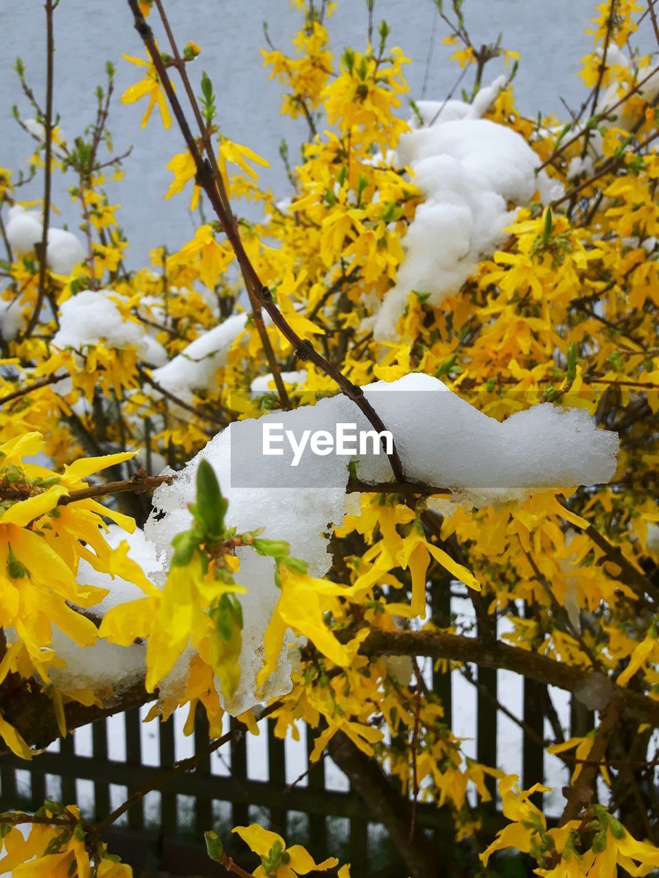 Close-up of yellow flowers blooming on tree