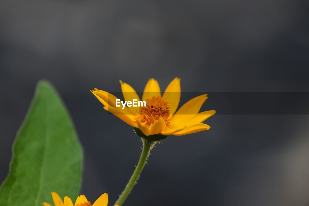 YELLOW FLOWER BLOOMING OUTDOORS