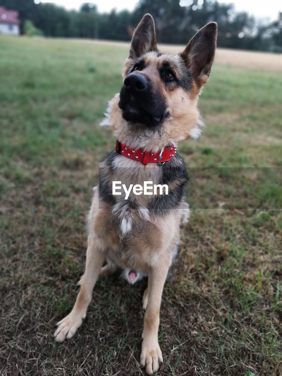 PORTRAIT OF DOG LYING ON FIELD