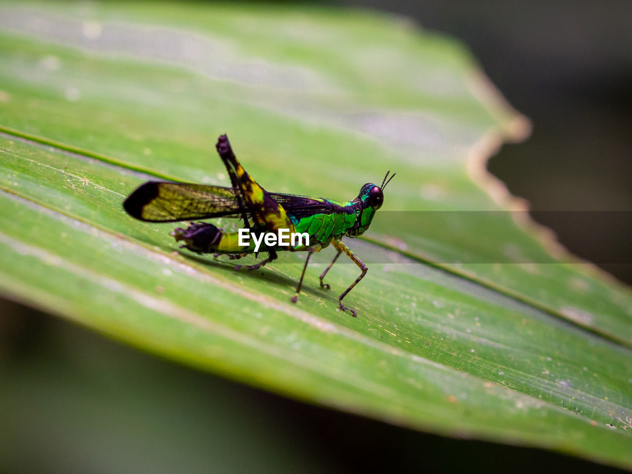 Grasshopper - erianthella formosana in gunung gading national park