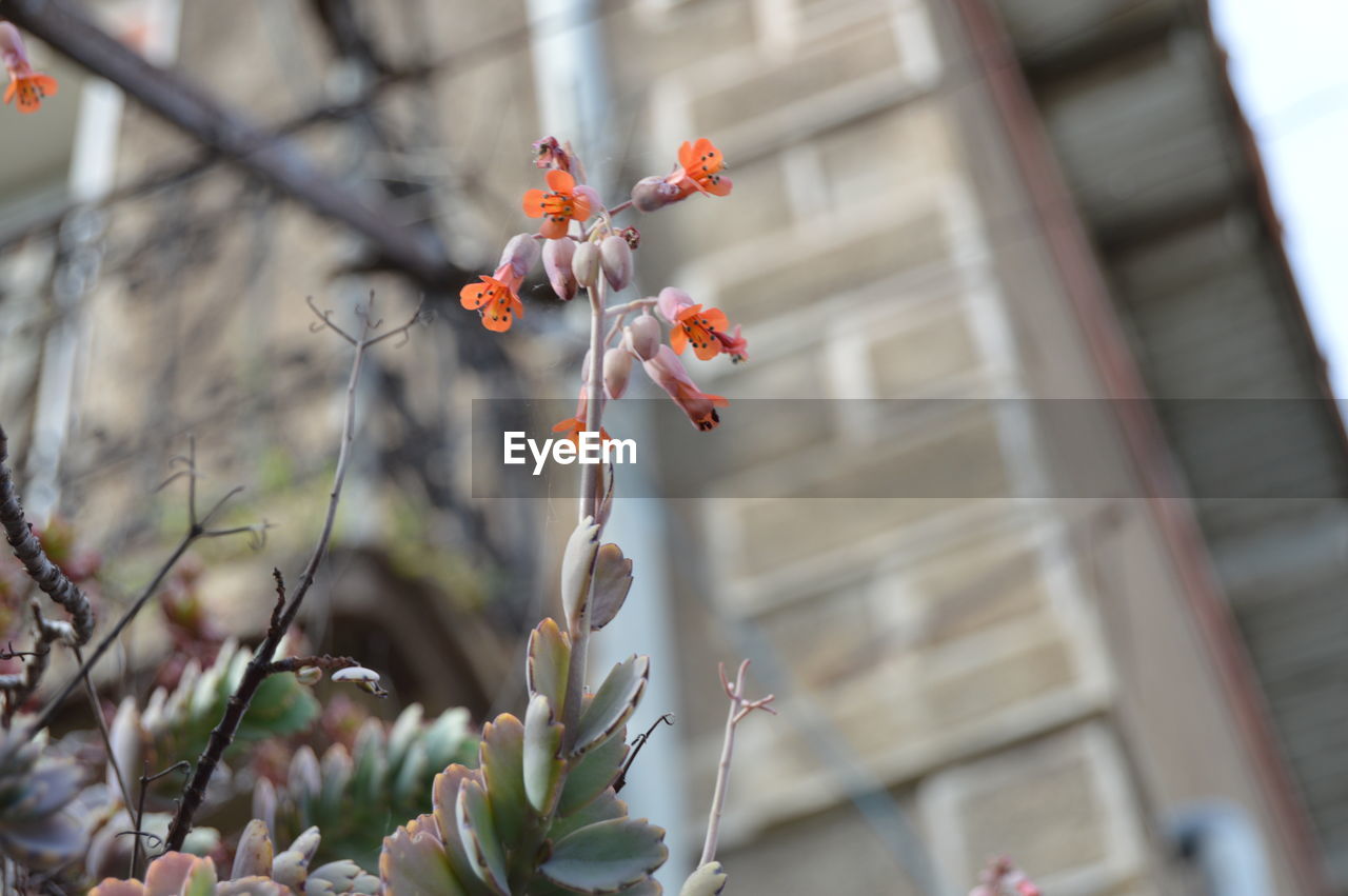 LOW ANGLE VIEW OF RED FLOWERING PLANT