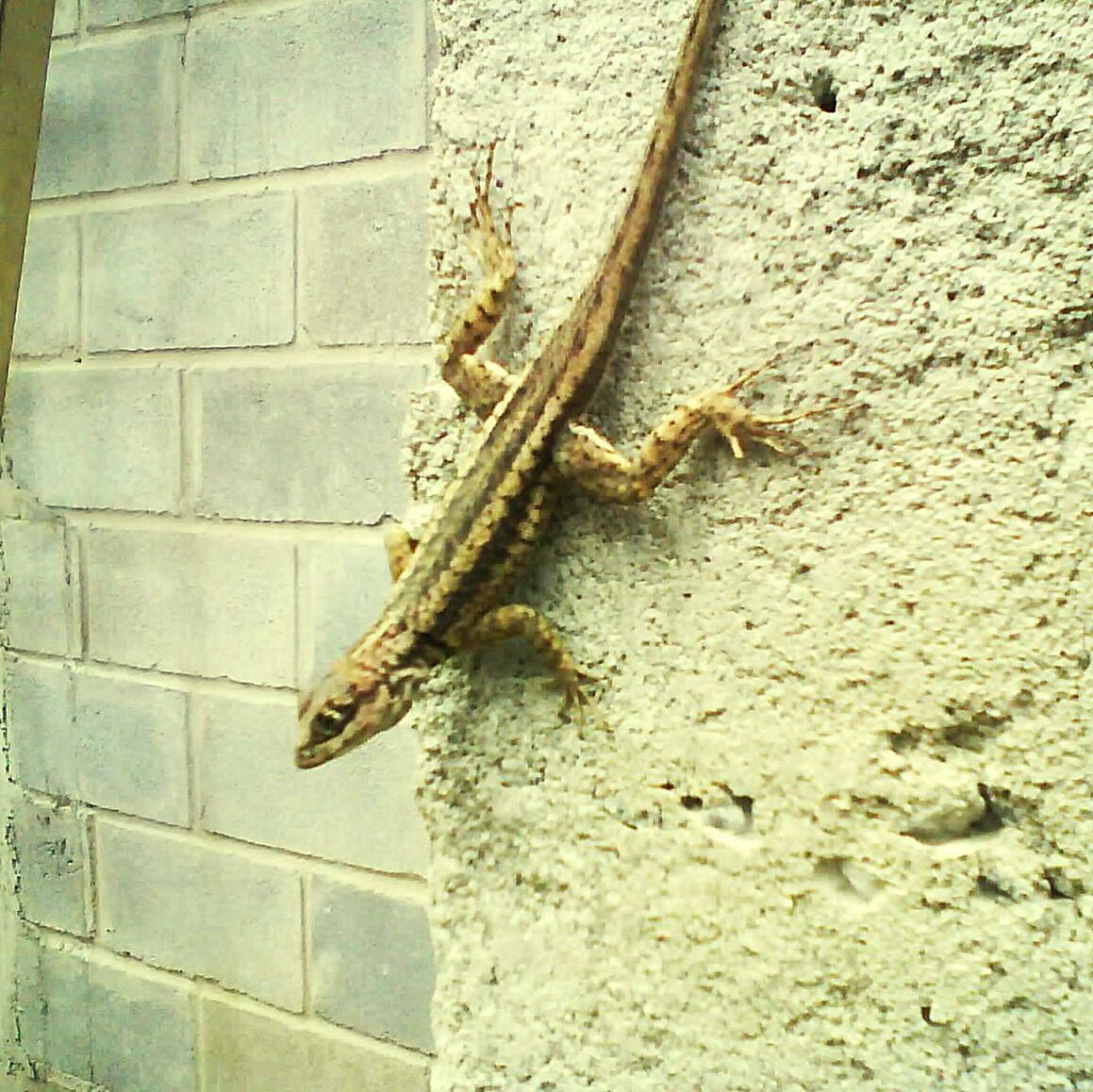 CLOSE-UP OF LIZARD ON GROUND