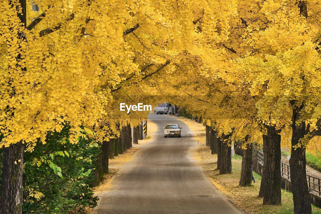 ROAD LEADING TOWARDS TREES DURING AUTUMN