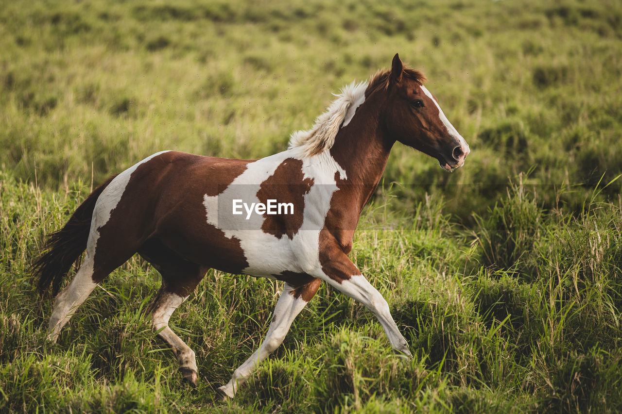 Spotted horse trotting through tall, green, grassy field