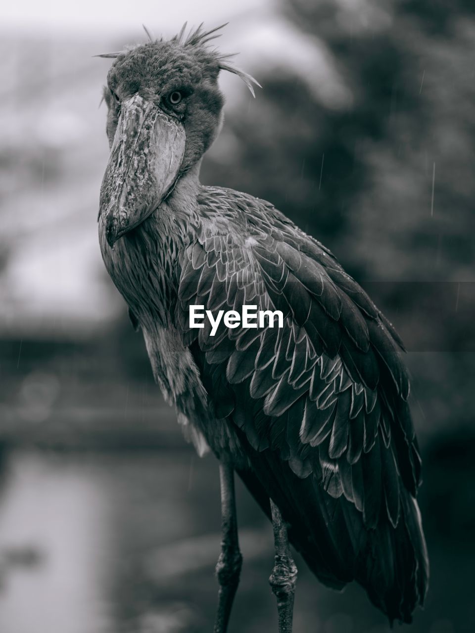 CLOSE-UP PORTRAIT OF OWL PERCHING