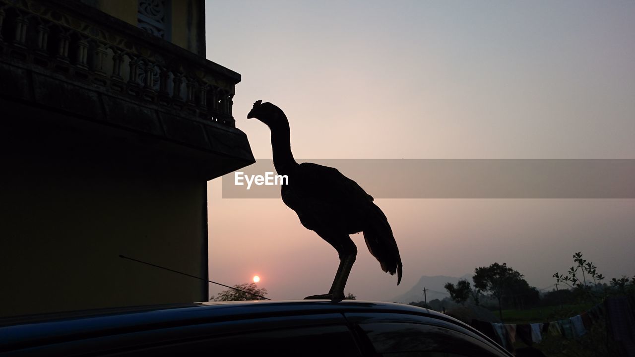 Silhouette chicken perching on car during sunset