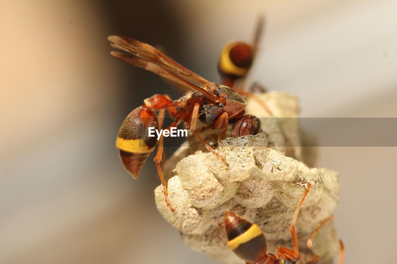 Hornet building nest