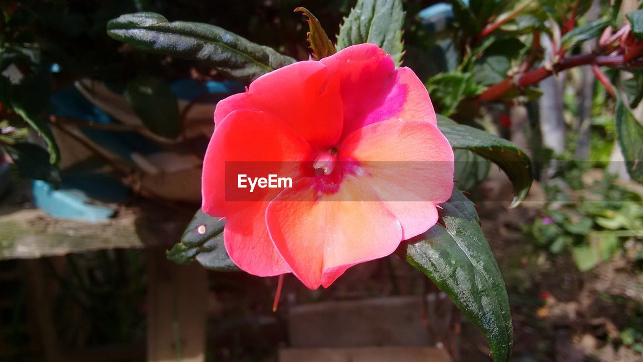 CLOSE-UP OF FRESH PINK HIBISCUS BLOOMING IN PARK