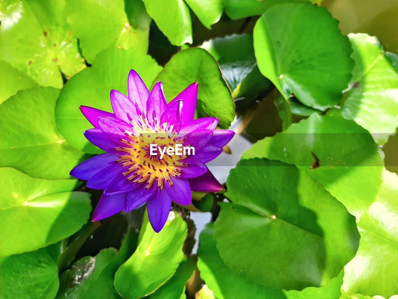 CLOSE-UP OF PURPLE FLOWER