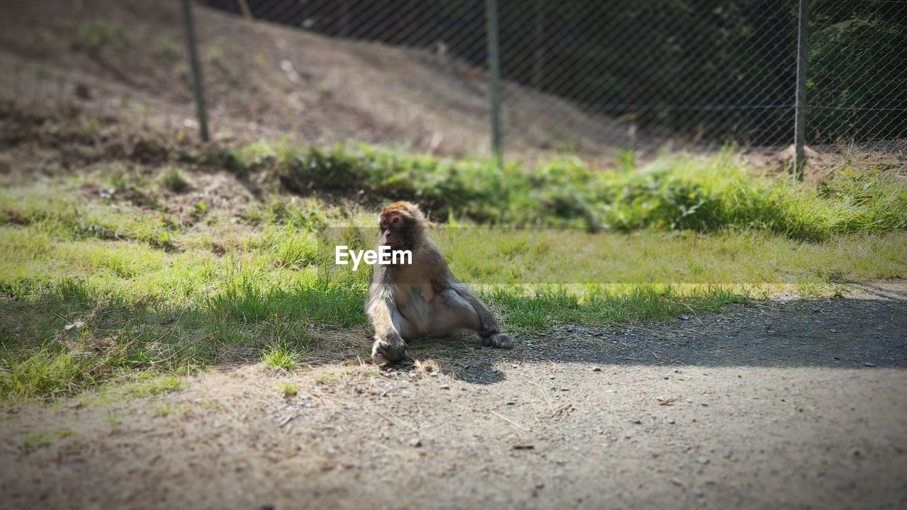 Monkey sitting on grass by fence