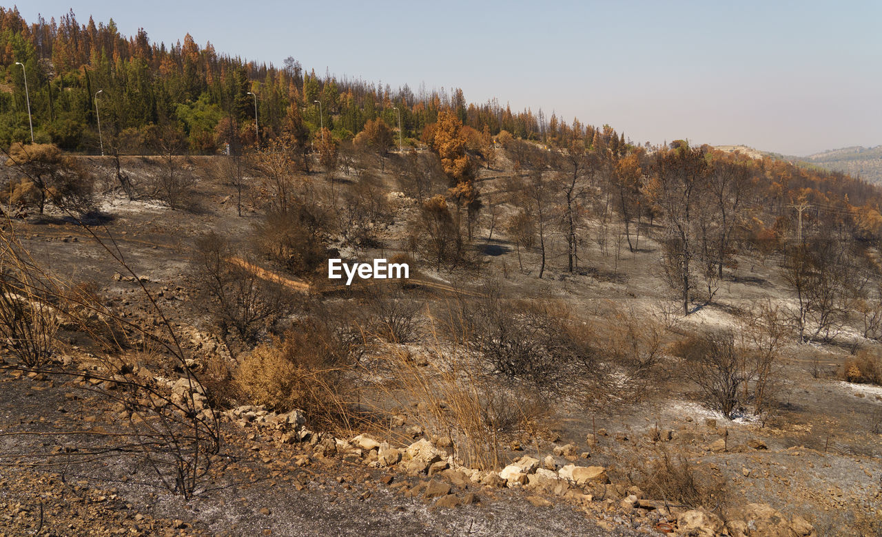 Burnt forest near jerusalem