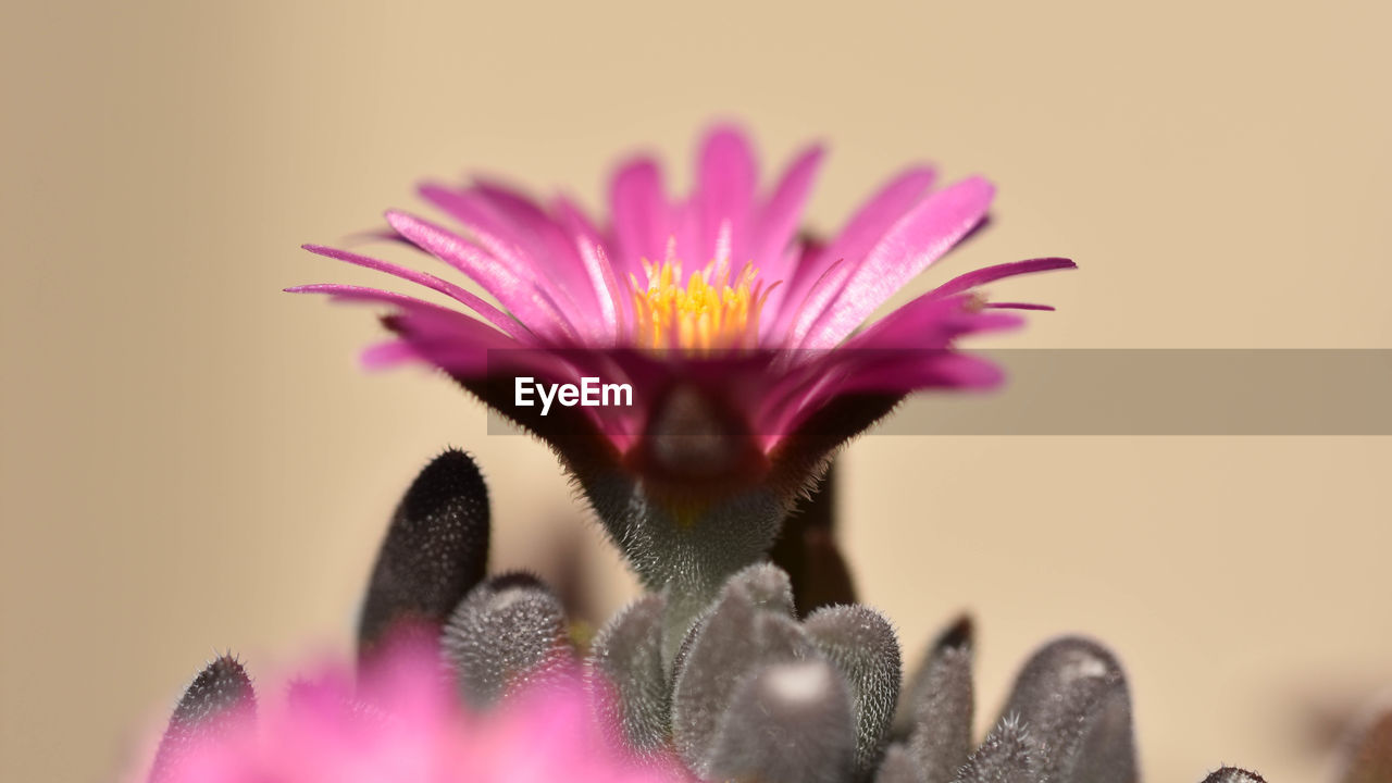 CLOSE-UP OF PINK FLOWER AGAINST PURPLE WALL